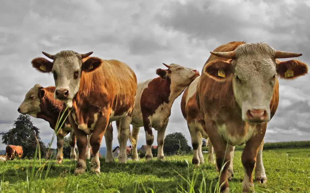 From Cow to Cup: How Our Milk Stays So Fresh