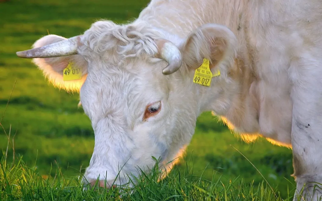 Why Grass-Fed Cows Make the Best Milk
